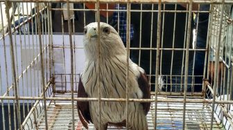Aksi Penyelundupan Burung dan Monyet Langka ke Malaysia Terbongkar di Jambi