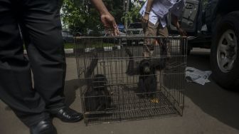 Polda Metro Jaya merilis sejumlah barang bukti perdagangan satwa dilindungi via media sosial di Polda Metro Jaya, Jakarta, Selasa (31/1). 