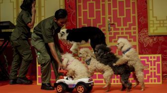Suguhan atraksi pertunjukan Dog Show, Barongsai Patok Besi, dan Wayang Potehi menghibur pengunjung di mal Ciputra, Jakarta, Jumat (2/2). 