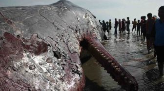 Sejumlah warga berkerumun di sekitar bangkai Paus Sperma atau Physeter macrocephalus di perairan Bombana, Kabupaten Bombana, Sulawesi Tenggara, Jumat (2/2).