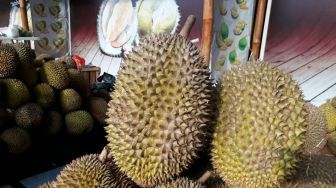 Musim Durian, 1 Pohon Dihargai Tengkulak Hingga Rp 4 Juta