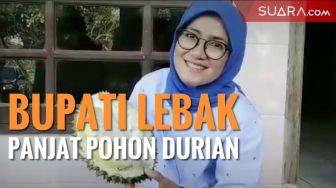 Video Viral, Bupati Lebak Iti Octavia Panjat Pohon Durian!