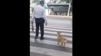 Bikin Haru, Petugas Lalu Lintas Bantu Anjing Menyeberang