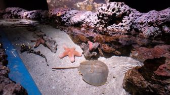 Serunya Menyelam Bersama Hewan Laut di Dalam Mal