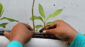 Manfaat Berkebun Hidroponik Untuk Menurunkan Stres