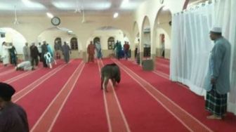 Babi Ngamuk di Dalam Masjid, Satu Jemaah Salat Terluka