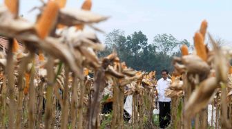 Jokowi Tinjau Padat Karya Tunai di Cirebon