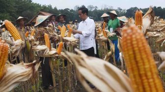 Jokowi Panen Raya Jagung