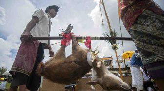 Umat Hindu membawa seekor rusa yang akan menjadi hewan kurban dalam upacara "Mepepada" di Pura Besakih, Karangasem, Bali, Kamis (15/3).