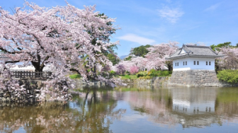 Kastel Odawara,  Tempat Terbaik Menikmati Keindahan Sakura