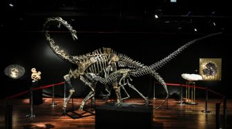 Dua Ekor Dinosaurus Dilelang di Paris