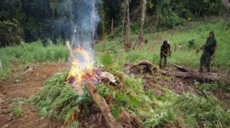 Ladang Ganja Seluas 2 Hektare Ditemukan di Bireuen Aceh