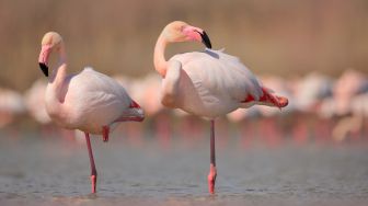 Asal Muasal Flamingo Berwarna Merah Muda