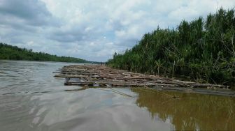 Ribuan Kayu Gelondongan Ilegal Mengambang di Sungai Muba