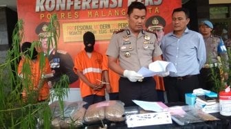 Disuruh Paman Jaga Rumah, 4 Pemuda Malah Tanam Ganja