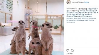 Lima Kafe Unik di Seoul yang Sempat Viral di Medsos