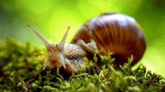 Walau Bagus untuk Kulit, Langsung Menaruh Siput Hidup ke Wajah Bisa Menyebabkan Infeksi Parasit!