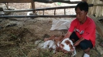 Ajaib! Anak Sapi Berkepala Dua Lahir di Wonogiri