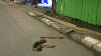 Jelang Sahur, Ular Piton 5 Meter Nyelonong ke Jalan Raya