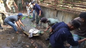 Buaya Peliharaan Lepas Sempat Bikin Warga Ciputat Kelabakan