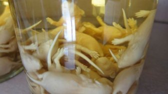 Empat Minuman Teraneh di Dunia Ini Menjijikkan, Berani Coba?