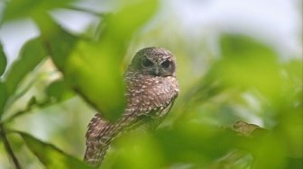 Dua Spesies Burung Baru Teridentifikasi di Indonesia
