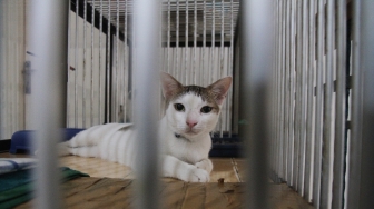 Jasa penitipan hewan di Amore Animal Clinic, Jakarta, Senin (11/6).