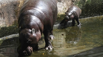 Bayi Kuda Nil Kerdil (Choeropsis liberiensis) yang lahir pada Senin (7/5) berenang di samping induknya di dalam kolam di Kebun Binatang Surabaya, Jawa Timur, Senin (11/6). 