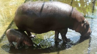 Bayi Kuda Nil Kerdil (Choeropsis liberiensis) yang lahir pada Senin (7/5) berenang di samping induknya di dalam kolam di Kebun Binatang Surabaya, Jawa Timur, Senin (11/6). 