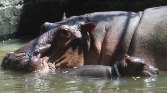 Bayi Kuda Nil Kerdil (Choeropsis liberiensis) yang lahir pada Senin (7/5) berenang di samping induknya di dalam kolam di Kebun Binatang Surabaya, Jawa Timur, Senin (11/6). 