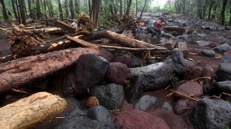 Warga melintas di samping pohon tumbang dan batu gunung yang terbawa arus di sekitar Sungai Badeng, kawasan hutan pinus Songgon, Banyuwangi, Jawa Timur, Senin (25/6). 