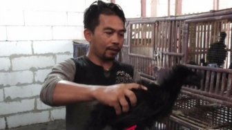 Demi Menang Pilkada, Timses Ramai-ramai Beli Ayam Cemani Mistis