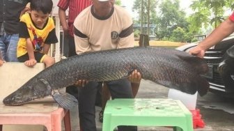 7700 Ikan Air Tawar Besar Di Indonesia Terbaru