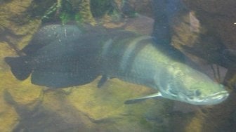 Arapaima Gigas, Ikan Predator Amazon yang Nyasar ke Indonesia