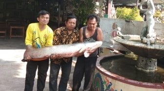 Heboh! Nelayan Surabaya Tangkap Ikan Arapaima