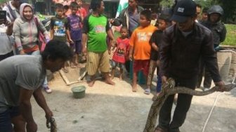 Rosid Kobra, Sang Penakluk Ular dari Bekasi