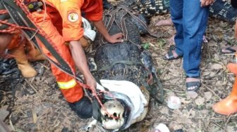 Buaya Raksasa Dievakuasi dari Rumah Warga di Bambu Apus