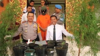 Tanam 22 Pohon Ganja, Desainer Beken Bali Dibekuk Polisi