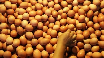 Harga Telur di Kulon Progo Anjlok, Peternak Merugi