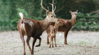 Mitos dan Fakta Unik Atung, Rusa Bawean Maskot Asian Games 2018