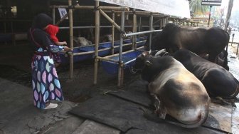 Warga melihat sapi kurban di Mall hewan kurban H.Doni, Depok, Jawa Barat, Sabtu (28/7). Mall hewan Kurban tersebut menyediakan semua jenis sapi kurban mulai dari puluhan juta hingga ratusan juta. [suara.com/Muhaimin A Untung]