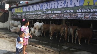 Warga melihat sapi kurban di Mall hewan kurban H.Doni, Depok, Jawa Barat, Sabtu (28/7). Mall hewan Kurban tersebut menyediakan semua jenis sapi kurban mulai dari puluhan juta hingga ratusan juta. [suara.com/Muhaimin A Untung]