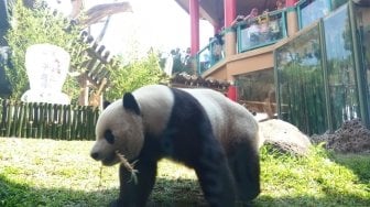 Cai Tao Jadi Panda Terfavorit di Dunia