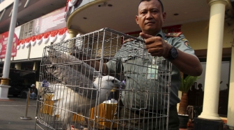 Rilis pengungkapan jaringan perdagangan satwa liar antar daerah secara daring di halaman polres Jakarta Barat, Selasa (31/7). Polres Jakarta Barat menangkap Jaringan Perdagangan Satwa Liar Antar Daerah Secara Daring dan mengamankan 2 ekor burung elang brontok fase terang, 4 ekor burung elang alap-alap kawah, 1 ekor burung elang laut, 1 ekor buaya muara dan 3 buku rekening beserta handphone juga menangkap 5 tersangka di berbagai daerah. [suara.com/Muhaimin A Untung]