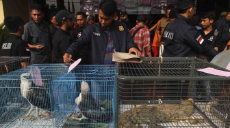 Rilis pengungkapan jaringan perdagangan satwa liar antar daerah secara daring di halaman polres Jakarta Barat, Selasa (31/7). Polres Jakarta Barat menangkap Jaringan Perdagangan Satwa Liar Antar Daerah Secara Daring dan mengamankan 2 ekor burung elang brontok fase terang, 4 ekor burung elang alap-alap kawah, 1 ekor burung elang laut, 1 ekor buaya muara dan 3 buku rekening beserta handphone juga menangkap 5 tersangka di berbagai daerah. [suara.com/Muhaimin A Untung]