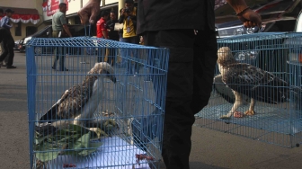 Rilis pengungkapan jaringan perdagangan satwa liar antar daerah secara daring di halaman polres Jakarta Barat, Selasa (31/7). Polres Jakarta Barat menangkap Jaringan Perdagangan Satwa Liar Antar Daerah Secara Daring dan mengamankan 2 ekor burung elang brontok fase terang, 4 ekor burung elang alap-alap kawah, 1 ekor burung elang laut, 1 ekor buaya muara dan 3 buku rekening beserta handphone juga menangkap 5 tersangka di berbagai daerah. [suara.com/Muhaimin A Untung]