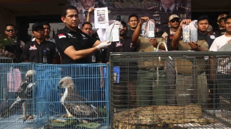 Rilis pengungkapan jaringan perdagangan satwa liar antar daerah secara daring di halaman polres Jakarta Barat, Selasa (31/7). Polres Jakarta Barat menangkap Jaringan Perdagangan Satwa Liar Antar Daerah Secara Daring dan mengamankan 2 ekor burung elang brontok fase terang, 4 ekor burung elang alap-alap kawah, 1 ekor burung elang laut, 1 ekor buaya muara dan 3 buku rekening beserta handphone juga menangkap 5 tersangka di berbagai daerah. [suara.com/Muhaimin A Untung]