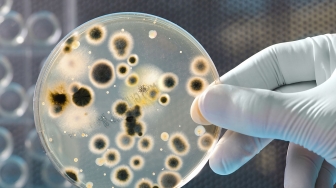 Tim Ilmuan Menemukan Bakteri Antibiotik Alami di Antartika