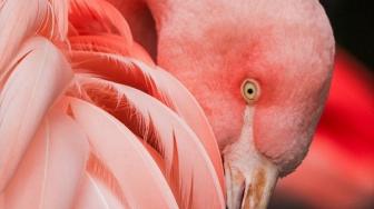 Unik, Danau Ini Diserbu Jutaan Flamingo!