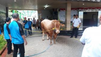 Jokowi Serahkan 2 Sapi ke Muhammadiyah, 1 Jenis Limosin